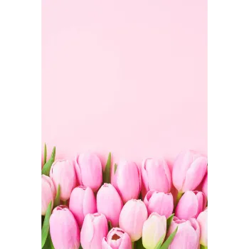 Pink Tulip Flower
